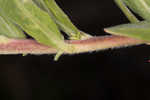 Seabeach evening primrose